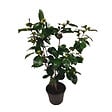 PLANT IN A BOX - Camélia - Camellia japonica 'Bonomiana' - Hauteur 50-60cm - ⌀15cm - vignette