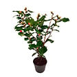 PLANT IN A BOX - Camélia - Camellia japonica 'Dr. King' - Hauteur 50-60cm - ⌀15cm - vignette