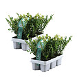 PLANT IN A BOX - Houx crenelé - Set de 12 - Ilex crenata 'Jenny' - Hauteur 10-20cm - ⌀9cm - vignette