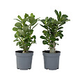 PLANT IN A BOX - Rose du désert - Set de 2 - Adenium obesum - Hauteur 25-40cm - ⌀10,5cm - vignette