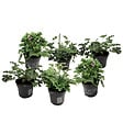 PLANT IN A BOX - Anti-Moustiques - Set de 6 - Pelargonium - Hauteur 15-25cm - âŒ€10,5cm - vignette