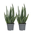 PLANT IN A BOX - Aloe vera - Set de 2 - Aloe barbadensis - Hauteur 25-40cm - ⌀10,5cm - vignette