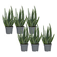 PLANT IN A BOX - Aloe vera - Set de 6 - Aloe barbadensis - Hauteur 25-40cm - ⌀10,5cm - vignette