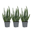 PLANT IN A BOX - Aloe vera - Set de 3 - Aloe barbadensis - Hauteur 25-40cm - ⌀10,5cm - vignette