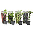 PLANT IN A BOX - Mélange de baies - Set de 4 - Rubus, rubrum, Uva, Fructosus - H25-40cm - ⌀9cm - vignette