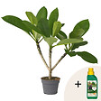 PLANT IN A BOX - Frangipanier + engrais végétal - Plumeria rubra 'Hawaii' - H45-55cm - ⌀17cm - vignette