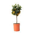 PLANT IN A BOX - Citronnier - Citrus mitis 'Calamondin' - Hauteur 55-65cm - ⌀19cm - vignette