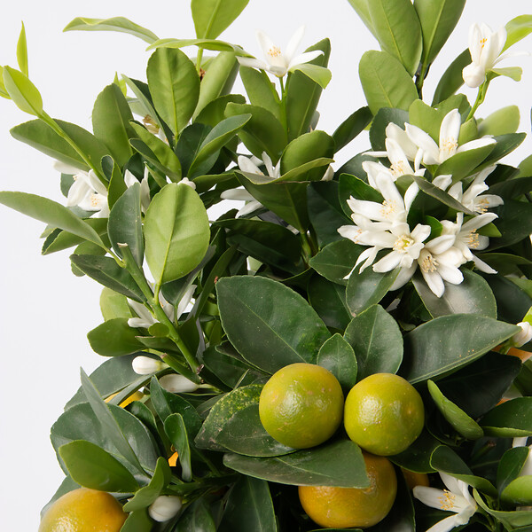 PLANT IN A BOX - Citronnier - Citrus mitis 'Calamondin' - Hauteur 55-65cm - ⌀19cm - large