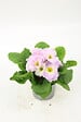 FLEURON - Primevère acaule - pot 10,5cm - 0,5L - vignette