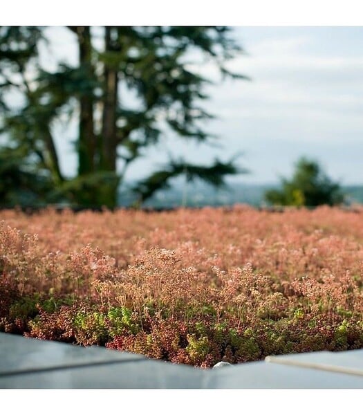 RACINE - Terreau substrat toitures végétalisées spécial sedum Big bag 500 litres - large