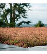 RACINE - Terreau substrat toitures végétalisées spécial sedum Big bag 500 litres - vignette
