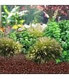 RACINE - Fertilisant naturel en coque de cacao - sac de 100 litres pour 3m² - vignette