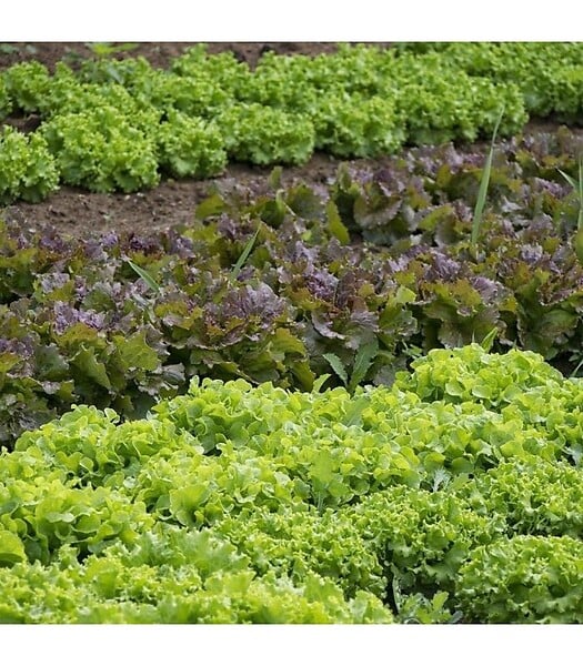 RACINE - Paillage organique du potager 100% naturel, 48 sacs de 50 l - PRO217-48x50L - large