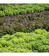 RACINE - Paillage organique du potager 100% naturel Big bag 500 litres - vignette