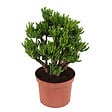 PLANT IN A BOX - Arbre de jade - Crassula ovata 'Hobbit' - Hauteur 45-50cm - ⌀23cm - vignette