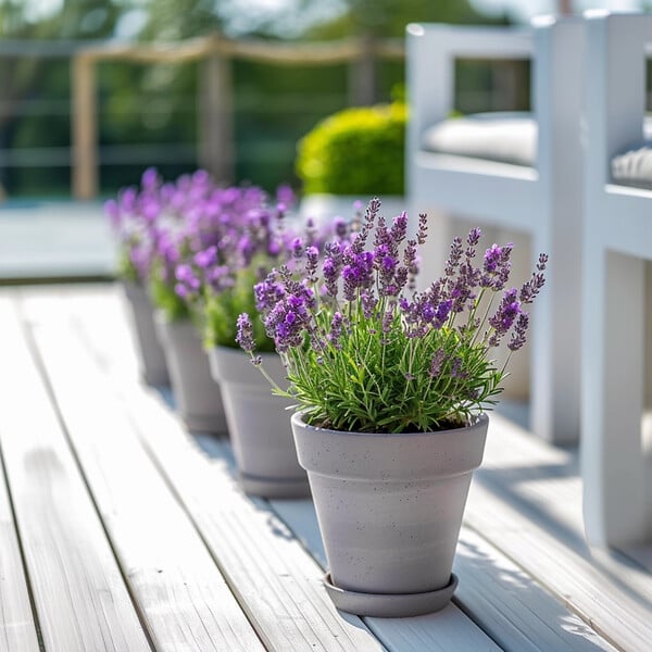 PLANT IN A BOX - Lavande vraie - Lavandula stoechas 'Anouk' - Hauteur 25-35cm - ⌀15cm - large