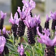 PLANT IN A BOX - Lavande vraie - Lavandula stoechas 'Anouk' - Hauteur 25-35cm - ⌀15cm - vignette