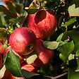 PLANT IN A BOX - Arbres fruitiers -  x4 - Pommier, Cerisier, Poirier et Prunier - 60-70cm - ⌀9cm - vignette
