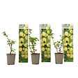 PLANT IN A BOX - Groseillier - Lot de 3 - Ribes uva- crispa - Hauteur 25-40cm - ⌀9cm - vignette