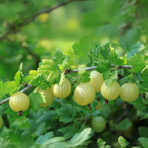 PLANT IN A BOX - Groseillier - Lot de 3 - Ribes uva- crispa - Hauteur 25-40cm - ⌀9cm - large
