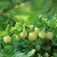 PLANT IN A BOX - Groseillier - Lot de 3 - Ribes uva- crispa - Hauteur 25-40cm - ⌀9cm - vignette
