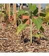 RACINE - Paillage biodégradable plaquettes forestières bois 48 sacs de 50l pour 48m2 - vignette