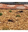 RACINE - Paillage biodégradable plaquettes forestières bois 48 sacs de 50l pour 48m2 - vignette