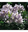 RACINE - Terreau terre de bruyère forestière 48 sacs 40 litres plantes extérieures - vignette