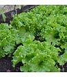 RACINE - Terreau potager avec engrais organique, sac de 50 l - PRO218 - vignette