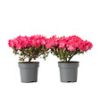 PLANT IN A BOX - Azalée - Set de 2 - Rhododendron azalea 'Anouk' - Hauteur 25-40cm - ⌀17cm - vignette