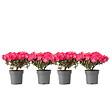 PLANT IN A BOX - Azalée - Set de 4 - Rhododendron azalea 'Anouk' - Hauteur 25-40cm - ⌀17cm - vignette