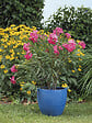 DEROMA - Vase Fun 22,0cm - vignette