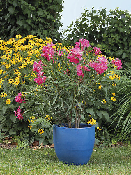 DEROMA - Vase en terre cuite émaillée Fun - Diam.36xH.32cm - large