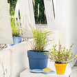 DEROMA - Perfetto Colorama Vinca 24 cm - vignette
