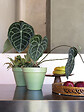 DEROMA - Vaso Colorama Sauge 23cm - vignette
