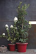 DEROMA - Pot de fleurs Cilindro Day R - Rouge - Diam.35cm - vignette