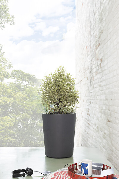 DEROMA - Vaso Millennium R Anthracite à réserve d'eau 53cm - large