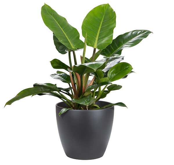 SCHEURICH - Cache-pot céramique - Anthrazit - 25cm - large