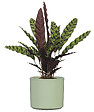 SCHEURICH - Cache-pot céramique Linden Green 19cm - Vert clair - vignette