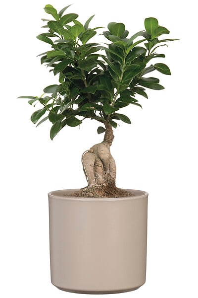 SCHEURICH - Cache-Pot 631 Taupe 16cm - large