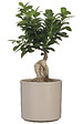 SCHEURICH - Cache-Pot 631 Taupe 16cm - vignette