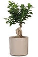 SCHEURICH - Cache-Pot 631 Taupe 19cm - vignette