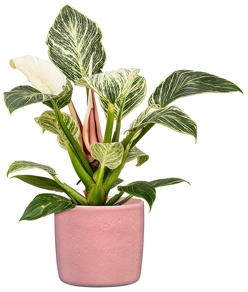 SCHEURICH - Cache-pot en céramique - Scheurich 900 Rosea - 18cm - large