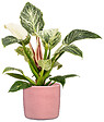 SCHEURICH - Cache-pot en céramique - Scheurich 900 Rosea - 18cm - vignette
