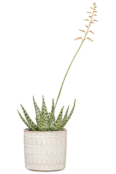 SCHEURICH - Cache-pot céramique - Série 878 Opale - Beige - 14cm - large