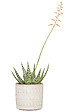 SCHEURICH - Cache-pot céramique Opale - Beige - 16cm - vignette