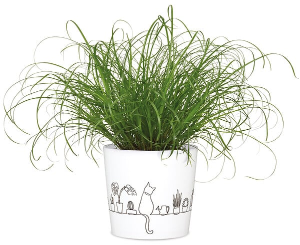 SCHEURICH - Cache-pot 870 Catview 13cm - large
