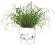 SCHEURICH - Cache-pot 870 Catview 13cm - vignette