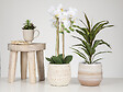 SCHEURICH - Cache-pot céramique Alabaster - Blanc ivoire - 16cm - vignette
