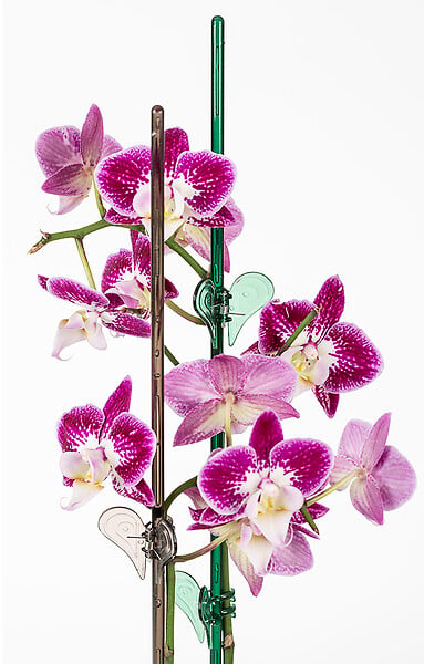 SCHEURICH - Tige de soutien pour orchidées - 58cm - large